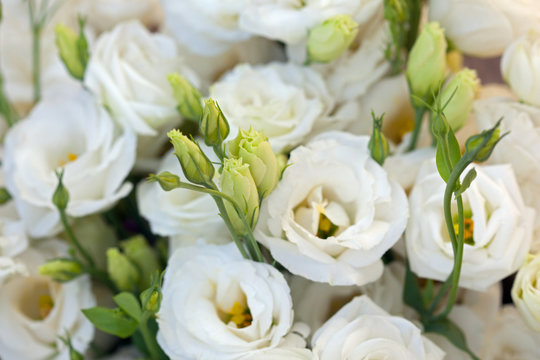 Fototapeta White beautiful Eustoma flowers , Lisianthus, tulip gentian, eustomas. Full frame background.