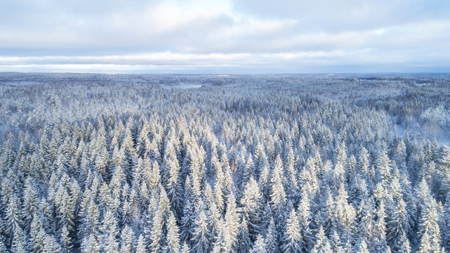 Aerial View Of Beautiful Winter Forest