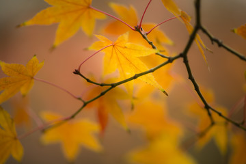 Maple tree, acer palmatum, with winged seeds.