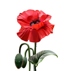Luxurious red poppy on a long stem with branches, closeup on white background