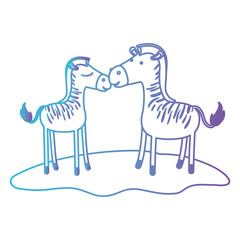 zebra couple over grass in degraded blue to purple color contour vector illustration