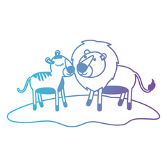 lions couple over grass in degraded blue to purple color contour vector illustration