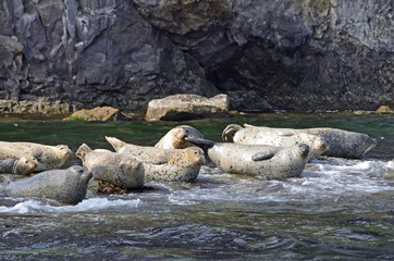 Тюлени ларга на камнях в Японском море в пасмурную погоду