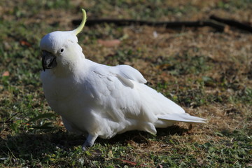 wild cockatoo on ground