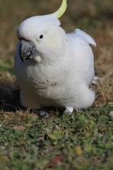 Upright picture of wild white cockatoo on ground