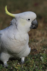 Upright picture of wild white cockatoo on ground
