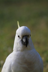 Upright picture of wild white cockatoo on ground