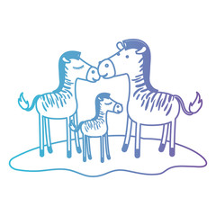 zebras couple and foal over grass in degraded blue to purple color contour vector illustration
