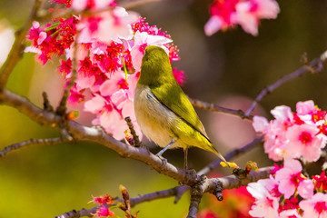 Fototapeta premium The Japanese White-eye.The background is cherry blossoms. Located in Tokyo Prefecture Japan.