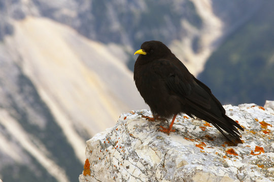 Chough standing on the limestone rock