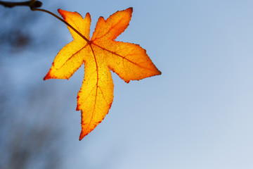 Autumn leaf, old orange maple leaves, dry foliage of trees, soft focus, autumn season, a change of nature, bright soft sunlight