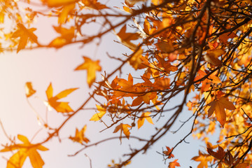 Autumn foliage, old orange maple leaves, dry foliage of trees, soft focus, autumn season, nature change, bright soft sunlight