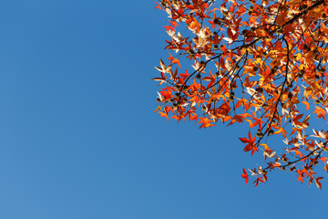 Autumn foliage, old orange maple leaves, dry foliage of trees, soft focus, autumn season, nature change, bright soft sunlight
