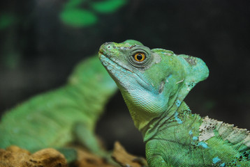 Plumed Basilisk Lizard head close up. Basiliscus plumifrons