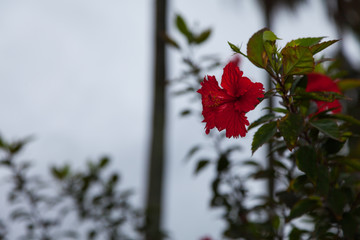 薄暗い曇り空に鮮やかな赤が映えるハイビスカス