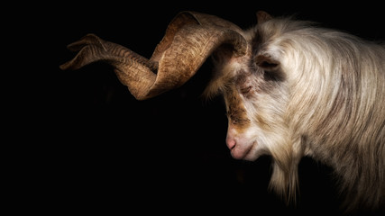 Goat with long horns in front of black background - Powered by Adobe