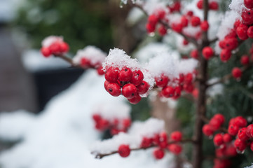 houx en décoration de noel avec de la neige fraiche