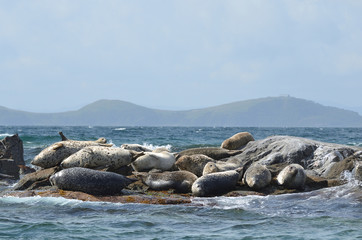 Тюлени ларга на камнях в Японском море в пасмурную погоду