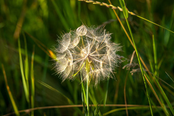 plants