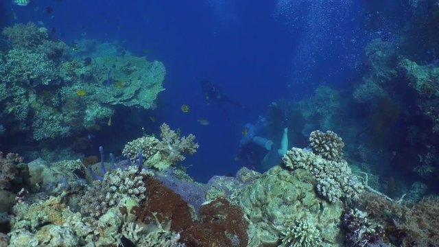 Fish and coral reef. Dive, underwater world, corals and tropical fish. Bali,Indonesia. Diving and snorkeling in the tropical sea. Wonderful and beautiful underwater world with corals and tropical fish
