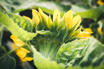 Sunflower in the field