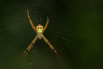 Image of multi-coloured argiope spider (Argiope pulchellla) in the net. Insect Animal