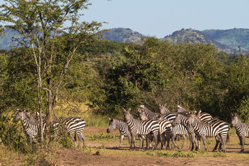 Fototapeta na wymiar Small herd of zebras in savanna. Serengeti, Africa