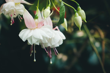 White Fuchsia flower soft focus closeup