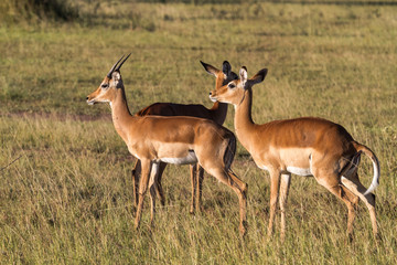 Naklejka na ściany i meble Small group of impalas in Serengeti. Tanzania, Africa