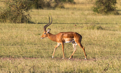 Impala male close up. Bush of Serengeti, Africa	