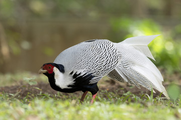 Silver Pheasant Birds in Thailand and Southeast Asia.