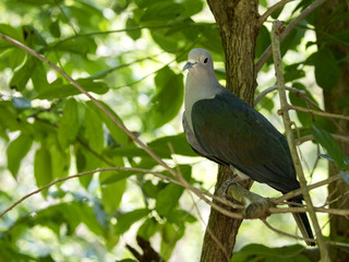 Image of bird (Green Imperial Pigeon.,Ducula aenea) on nature background.  Animals.