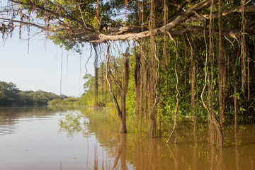 Obraz premium Lianas hanging into the brown water of the amazon river