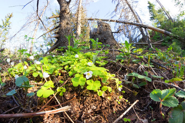 green forest in spring