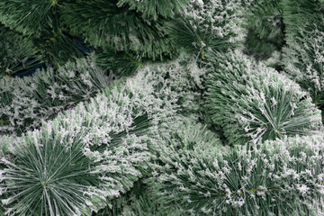the texture of the coniferous