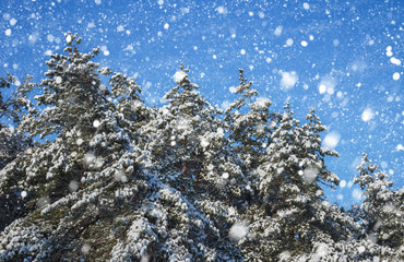 Snowflakes falling from the sky. Spruces covered with hoarfrost and snow. Winter forest