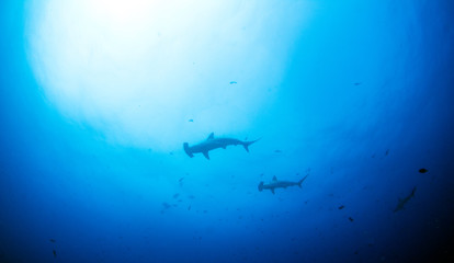 Fototapeta premium Hammerhead shark