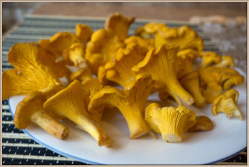 Fresh chanterelle mushrooms on a white plate.