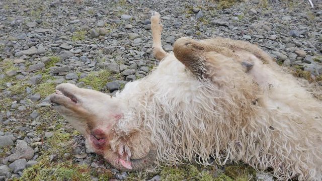 dead sheep laying at the side of the road Icelandic rettir