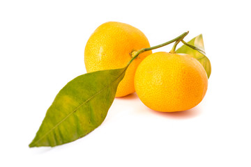 two fresh tangerines