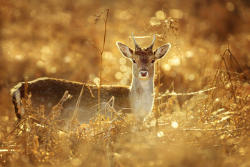 Young red deer buck standing in the grass with spider webs against golden light on a beautiful autumn morning. Morning dew in golden light.