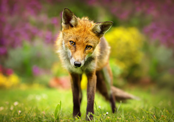 Portrait of a cute red fox in the garden full of purple and yellow flowers. Urban wildlife.