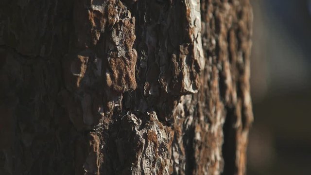 Texture of tree bark. Texture of brown tree bark. Large trunk with rough bark of maritime pine. A tree trunk with a solid bark.