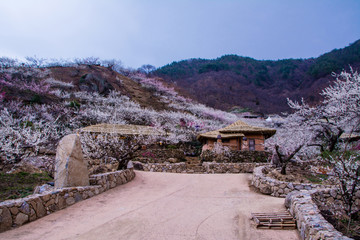 Maehwa Village with beautiful plum blossoms