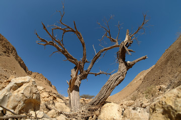 Dead dry tree trunk on arid landscape in Judea desert, Israel.