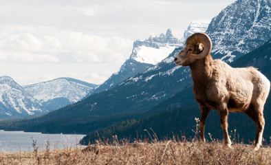 This is Mountain Sheep Country