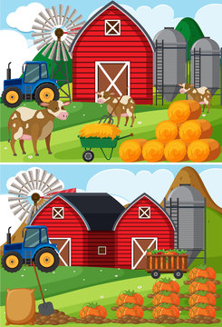 Two scenes of farmyard with cows and pumpkin patches