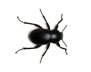 black beetle on white