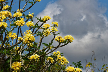 Frangipani und Gewitterwolke
