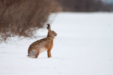 European brown hare lepus europaeus in winter. One wild animal on field covered with snow.